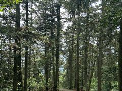 -岣嵝峰国家森林公园