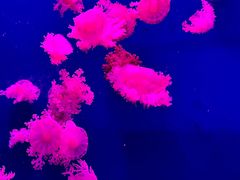 -西安曲江海洋极地公园