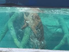 -清迈夜间动物园