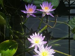 -国家植物园南园