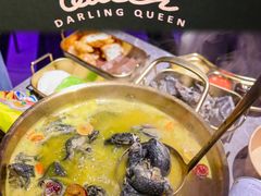 -Darling Queen·Mini·Live·House