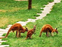 -大连森林动物园