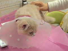-北京观赏动物医院·24小时大型综合·猫专科·异宠专科