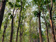-中国科学院西双版纳热带植物园