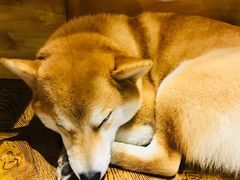 -柴务处·柴犬主题狗咖