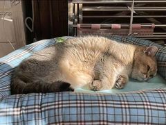 -东方名猫馆·英短金渐层布偶猫舍(环线广场1号楼店)