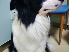 -宠福鑫动物医院(城北分院)