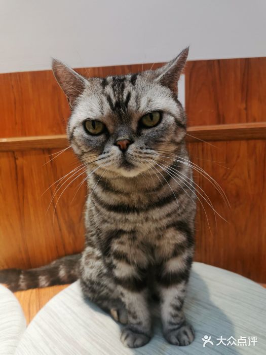有猫主题·治愈系猫咖(曾厝垵店)图片
