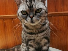 -有猫主题·治愈系猫咖(曾厝垵店)