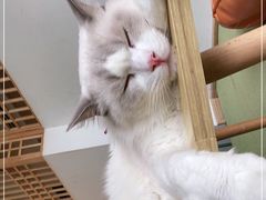 -猫在这儿猫咪咖啡馆·撸猫馆