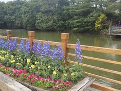-大湾区中央湿地公园