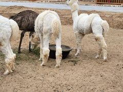 -恩格贝生态旅游区