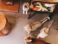 -猫色咖啡·猫咖