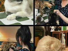 -猫小院猫主题餐厅(南锣旗舰店)
