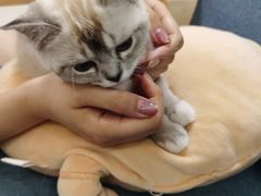 -鼓捣猫呢主题猫咖店