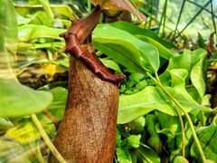 -国家植物园南园