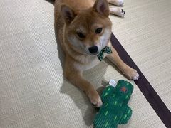 -逗柴咖啡屋·狗咖猫咖宠物桌游