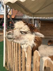 -萌宠亲子动物乐园(槐房万达店)