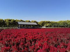 -广东花都香草世界旅游度假区