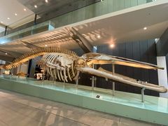 -墨尔本博物馆(Melbourne Museum)