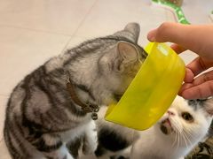 -三花喵·撸猫购宠·宠物生活馆(虹桥南丰城店)