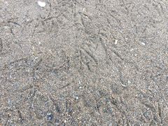 -烟墩角天鹅湖