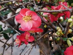 -双季花艺园艺市场(浦东店)