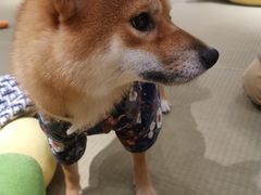 -逗柴咖啡屋·狗咖猫咖宠物桌游