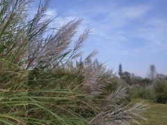 -贵阳市花溪国家城市湿地公园