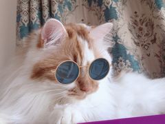 -A猫a狗全科·犬猫异宠·芥西宠物医院(南开总院)