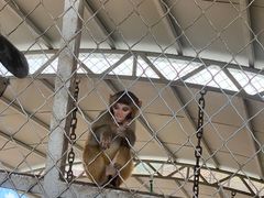 -西霞口神雕山野生动物世界