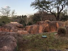 -奥兰多迪士尼动物王国乐园