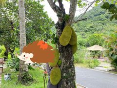 -海南热带雨林国家公园吊罗山景区
