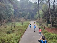 -铁山坪森林公园