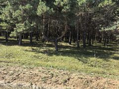 -五营红松林海景区