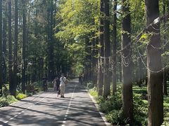 -东平国家森林公园