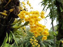 -中国科学院西双版纳热带植物园