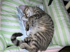 -瑞派伍一宠物医院·眼科·骨科·猫科转诊中心(马王堆院)