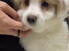-瑞派宠物医院·24小时骨科·心脏·核磁(哈尔滨南岗店)