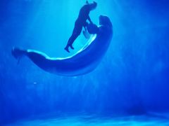 -多彩贵州城极地海洋世界