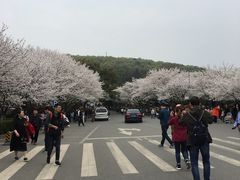 -武汉大学-樱园