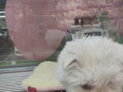 -FAELING PETS美天灵宠物(合生汇店)