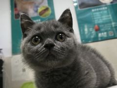 -东莞宠友24H宠物中心医院·转诊夜诊·异宠(新河北路院)