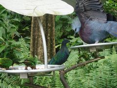 -新加坡飞禽公园