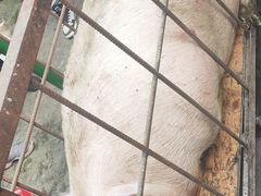 -小胖子功夫龙虾(浦泰和天下店)