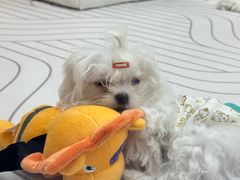 -帕帕拉兹宠物(亚洲旗舰店)