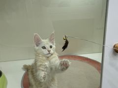 -青奢宠物·青奢猫舍