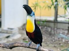 -吉隆坡雀鸟公园