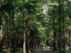 -东平国家森林公园