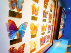 -上海昆虫博物馆